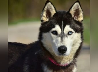 Dory sucht Husky Liebhaber