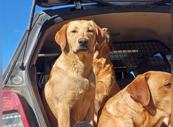 Labrador Welpen foxred, aus der Arbeitslinie