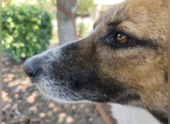 Dolly ein einsamer Schatz