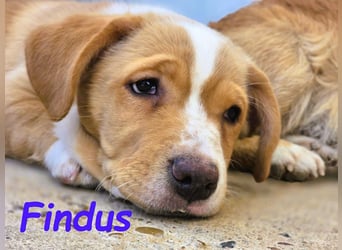Findus 01/2025 (ESP) - kleiner Welpe sucht Unterstützung!