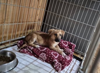 Kanalwelpe 117225 sucht sein Zuhause