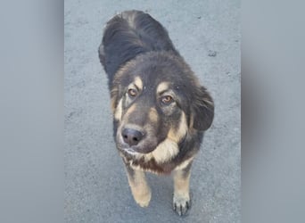 Aramis ❤️ liebevoll aufgeweckter Jungrüde