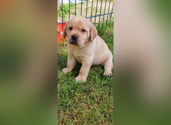 Labrador Welpen mit Ahnentafel, abzugeben ab Mitte /Ende Mai