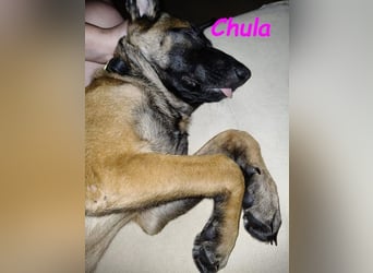 Chula geb. 04/2025 (ESP) - sportliche und aktive Malinois Welpin!