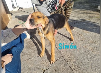 Simón 04/2024 (ESP Pflegestelle) - verschmuste und neugieriger, junger Bodeguero Mix!
