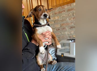 Nelly, geboren 25.12.2024, 29cm sucht ihre Menschen