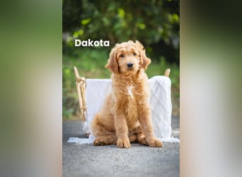 Goldendoodle mini Medium Doodle Abgabe ab jetzt