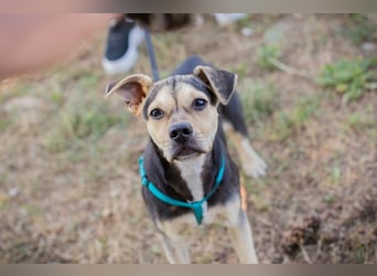 Šime: Hundekind sucht ein Zuhause