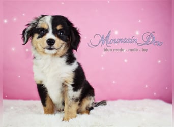 Miniature Australian Shepherd/Mini Aussie Welpen