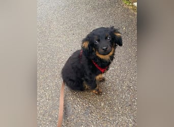 Raven, bereits auf PS in DE, auf der Suche nach einem Zuhause!