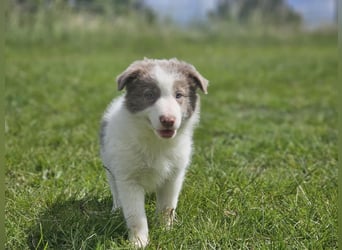 Border Collie Welpen -  Rüden