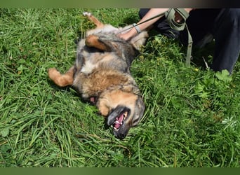 Liebevolle Hündin Taya❤️sucht Pflege- oder Endstelle