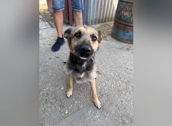 Norka, eine ganz tolle Hündin