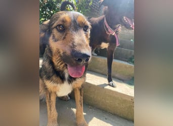 Leo - Jagdterrier Mix