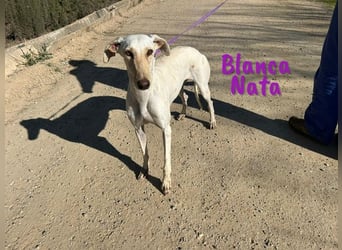 Blanca Nata 10/2023 (in Deutschland) - aufgeschlossene und unkomplizierte Traumgalga!