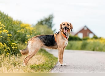 Freundliche Lilo sucht ihre Menschen