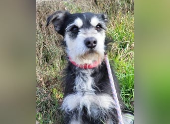 Schnauzer-Mix ♥Milo♥ ein aktiver, absoluter Herzens-Hund