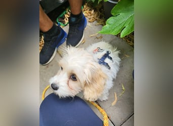 AMY - die liebe und freundliche kleine Maus sucht ein liebevolles Zuhause
