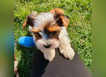 Kleiner Biewer Yorkshire Terrier Welpe a la Pom Pon tricolor / reinrassig / selten Rüde
