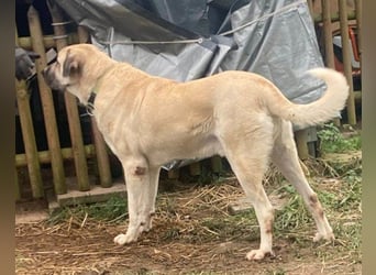 Riesen"Baby"Kangal♥Ares♥ 99718 Greussen