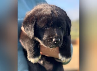 Zuckersüße Labrakita Welpen suchen ihr neues Zuhause!