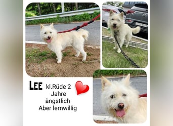 LEE sucht dringend ein Zuhause