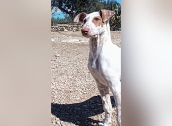 quirliger freundlicher LOUI sucht liebevolles Zuhause