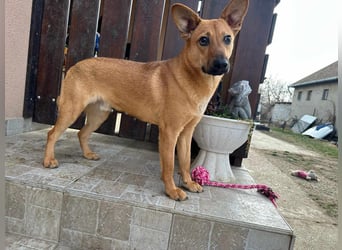 Kubu, geb. 01.06.2024, 40 cm, sucht ein Für-Immer-Zuhause