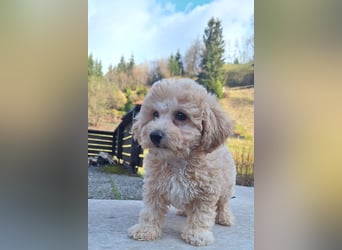 maltipoo Welpen Stammbaum