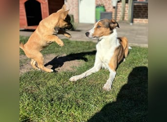 Peach - ein quirliges Welpenmädchen