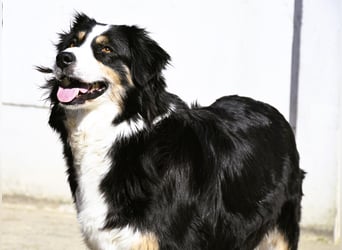 extrem hübsche , bestens sozialisierte Australian Shepherd Welpen aus kontollierter Zucht