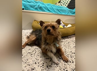 Betty, liebe und verschmuste Yorki-Mix-Hündin, geb. 12/2022