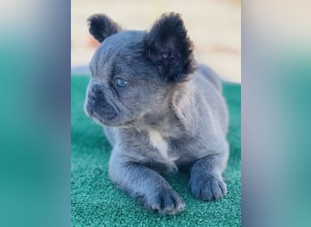 Fluffy Französische Bulldogge