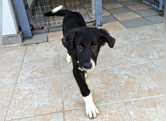 Barney2 geb. 02/2025 (GRC) - verschmuster und verspielter, charmanter Griechischer Hirtenhund Welpe!