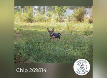 Chip 269814: Hundekind sucht ein Zuhause