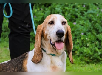 Bassant  - Basset Hound, lieb und verträglich