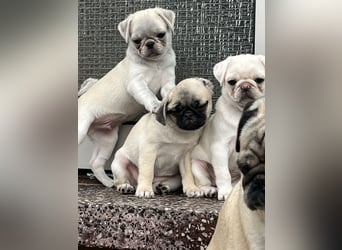 Mops Welpen ( noch 2 Rüde)