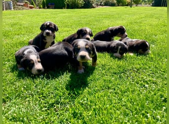 Schweizer Sennenhund Welpen