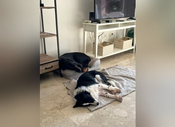 Dacapo (Spanien) – ein sanfter Senior sucht ein liebevolles Zuhause