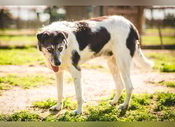 Oriol, Mix Schnauzer / Podengo, lieb und verträglich