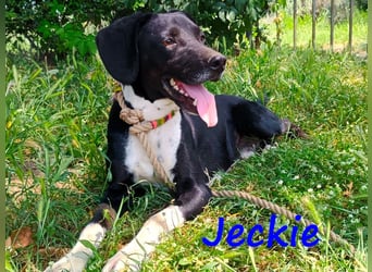 Jeckie geb. ca. 01/2021 (GRC) - ausgeglichener, lieber und wunderschöner Rüde!