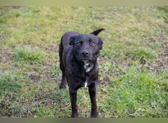 Fritzi: sucht dich!
