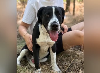 BALU - Fröhlicher Junghund sucht aktive Familie!