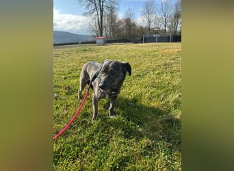 Lui - kleiner Hund mit großem Herz sucht 2te Chance