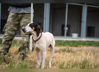 Mila - sanftes Jagdhundherz sucht sportliches Zuhause