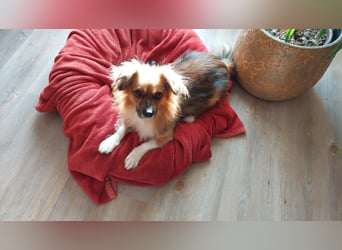 Tommy - kleiner Schatz!