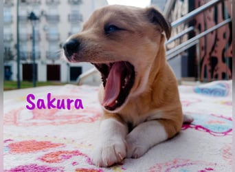Sakura 01/2025 (ESP Pflegestelle) - neugierige, zuckersüße Ratonero Bodeguero Andaluz Welpin!