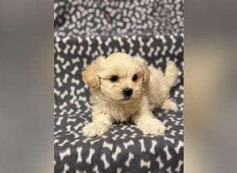 Maltipoo Welpe