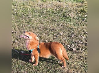 Kleine Foxy ist auf Körbchensuche