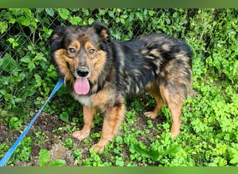 Bildhübscher *JARO* - ist eine Seele von Hund